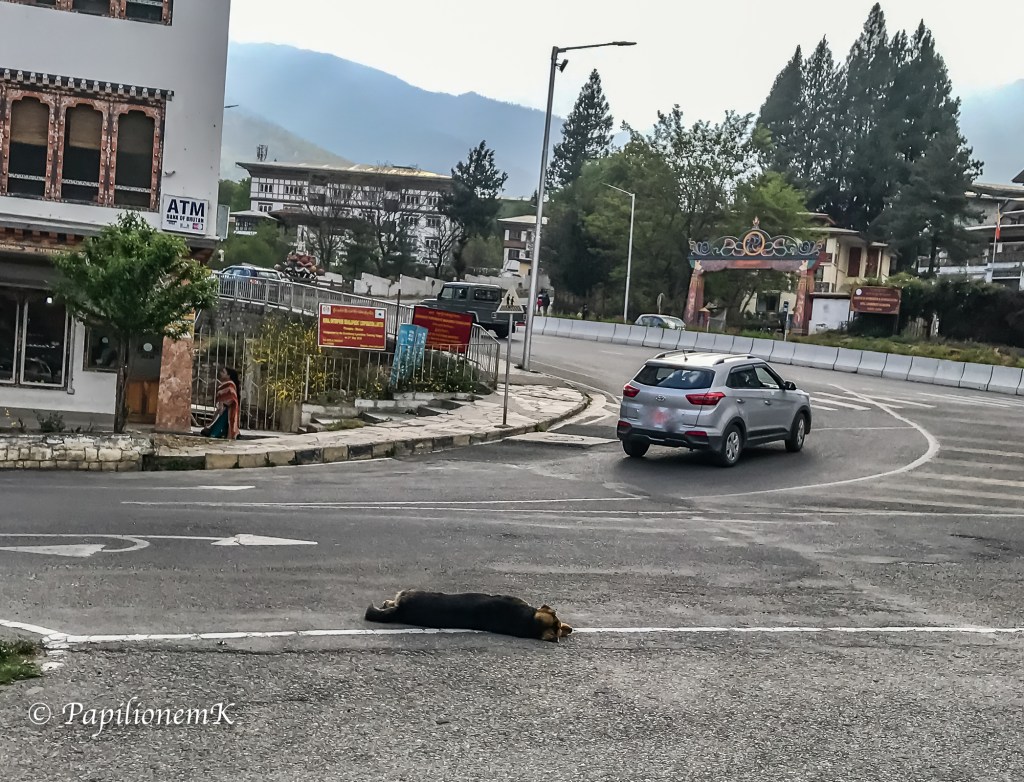 sleeping dog in Bhutan