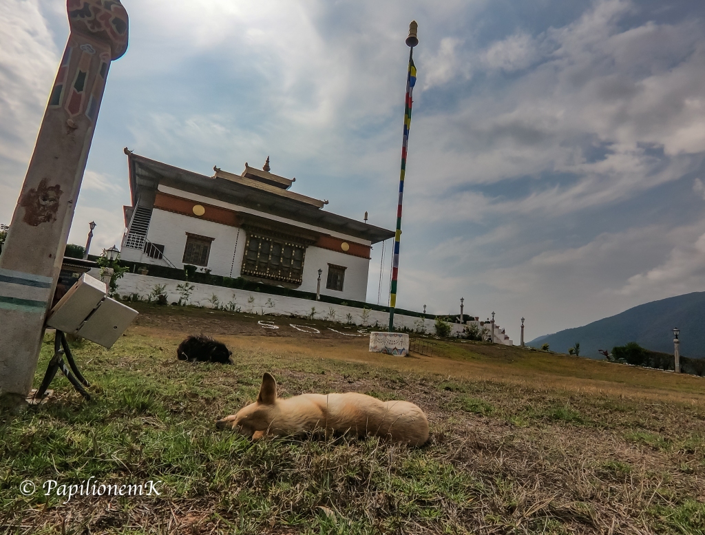 sleeping dog in Bhutan