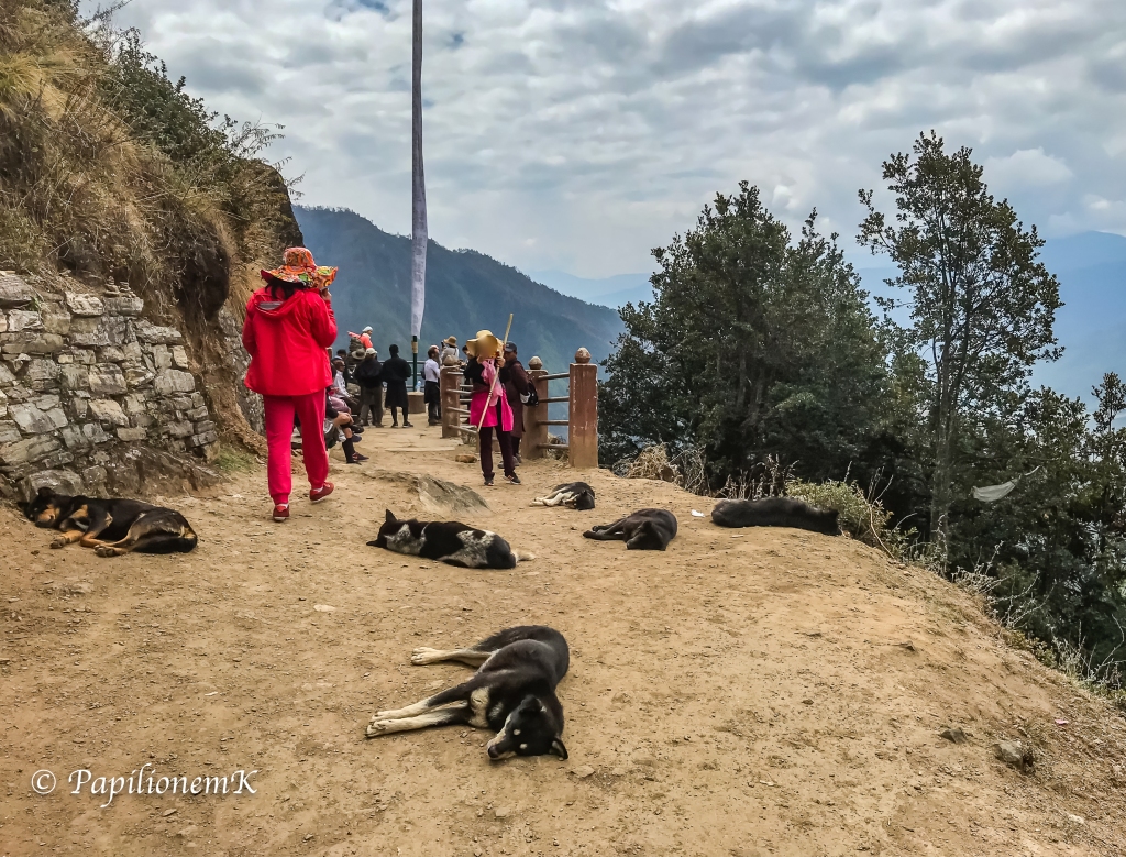 sleeping dogs in Bhutan