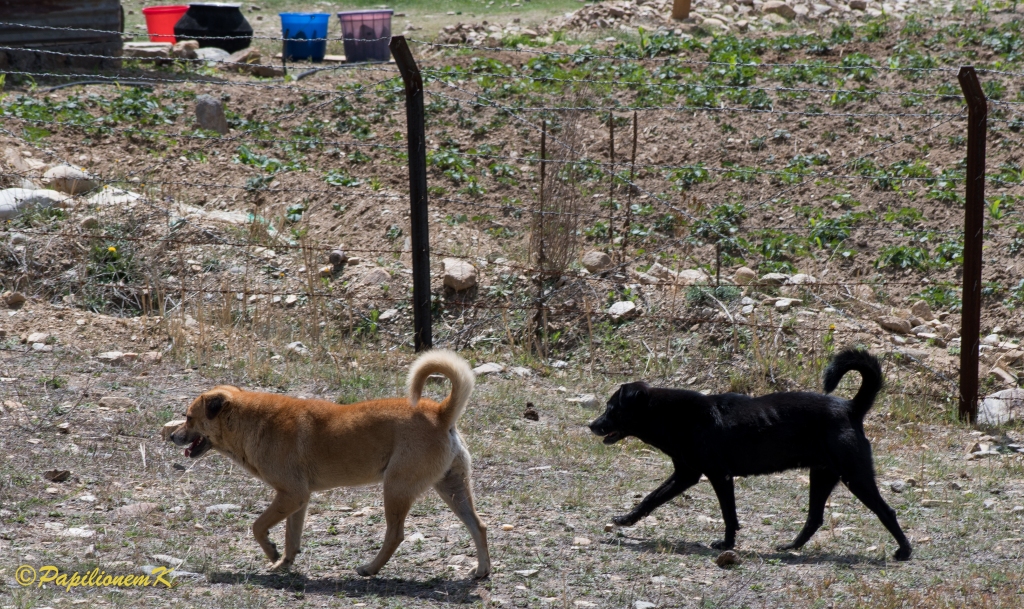 dogs in Bhutan