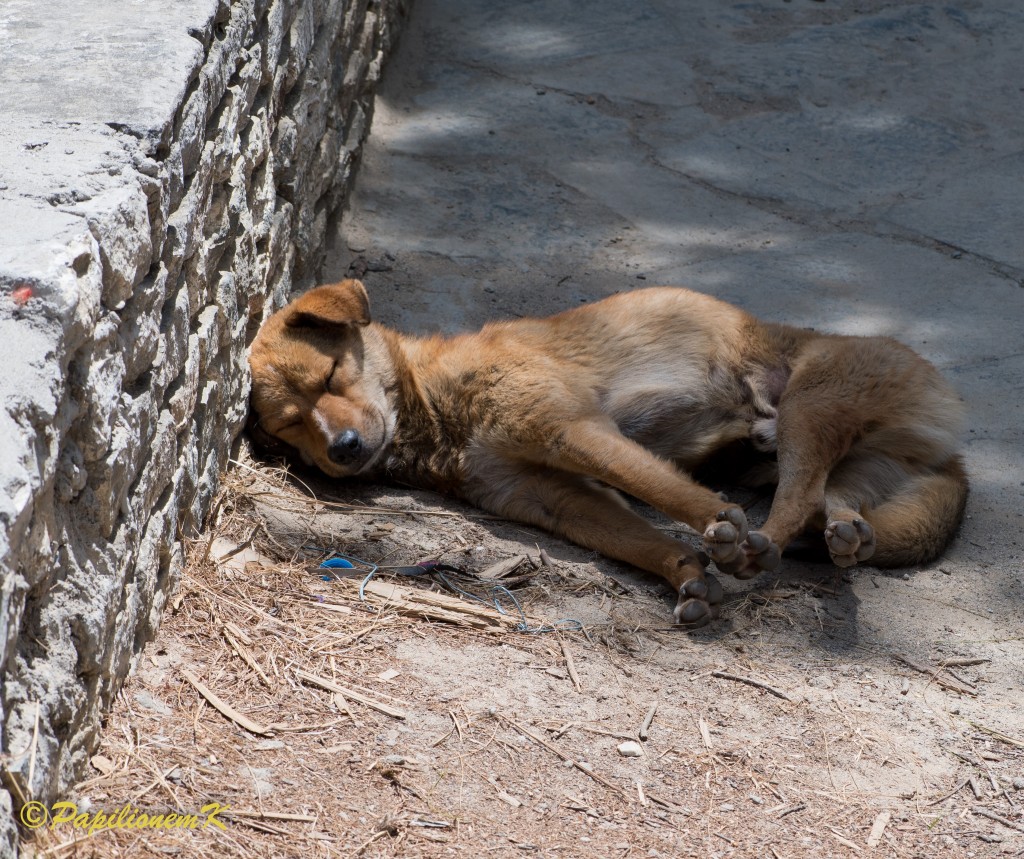 sleeping dog in Bhutan