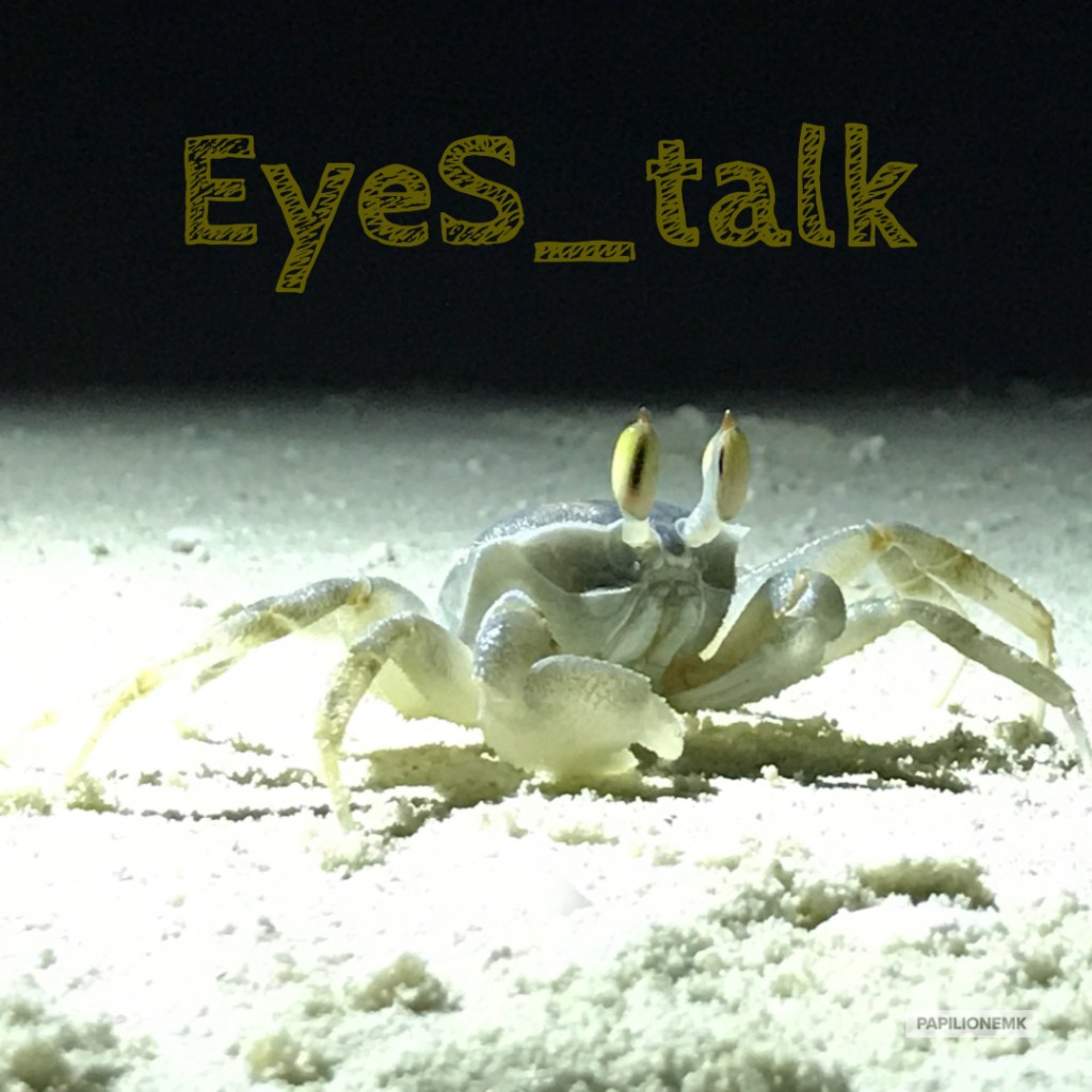 papilionemK, ghost crab, hermit crab
