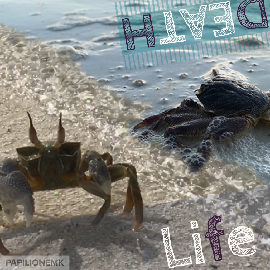 papilionemK, ghost crab, hermit crab