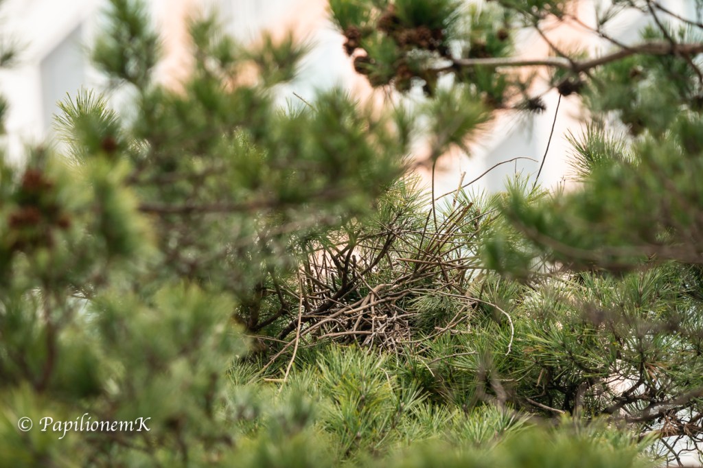 까치, 둥지, magpie, eurasian magpie, pica pica,