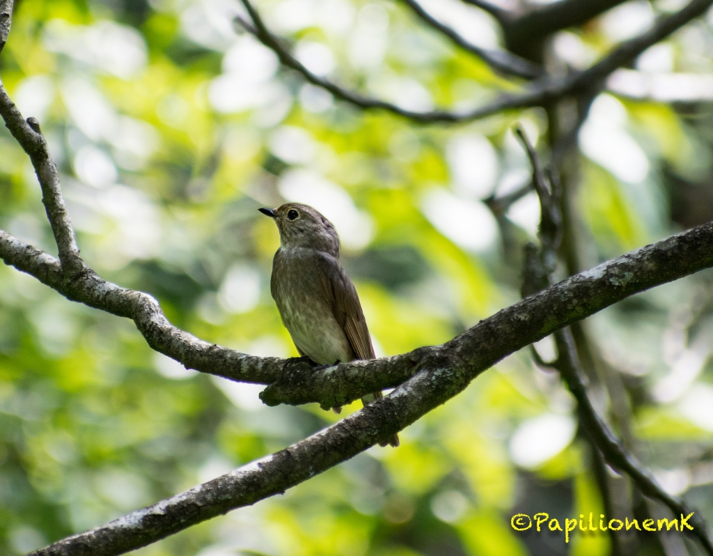 female Blue-and-white Flycatcher